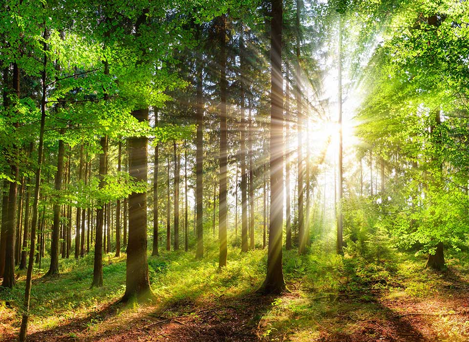 bjb-nachhaltigkeit-natur-wald-mit-sonne